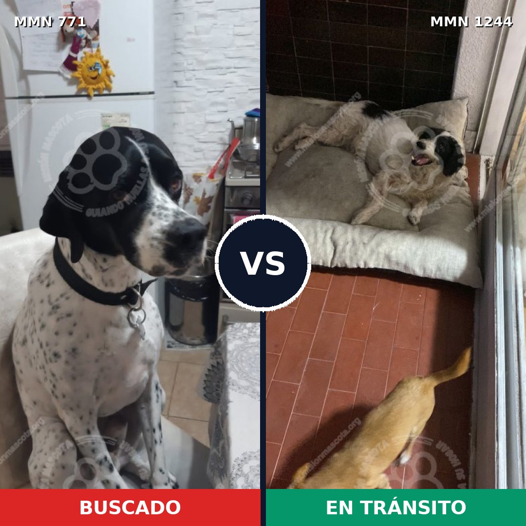 Comparativa MMS 20532: mascota perdida y mascota encontrada, 58% de similitud