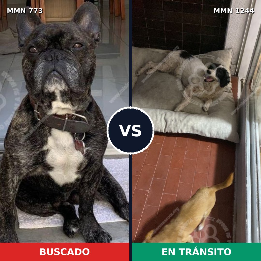 Comparativa MMS 20533: mascota perdida y mascota encontrada, 46% de similitud