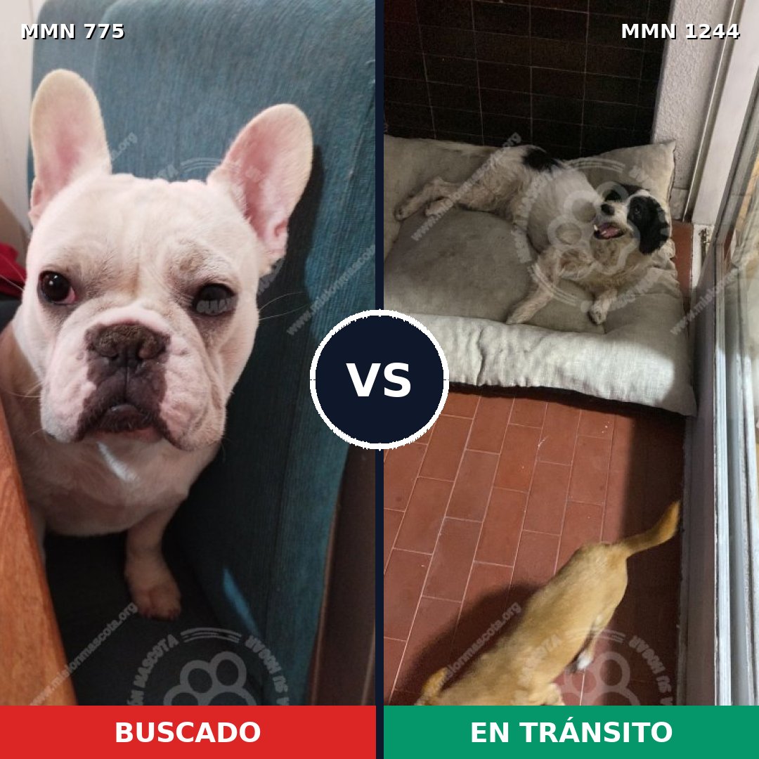 Comparativa MMS 20534: mascota perdida y mascota encontrada, 52% de similitud