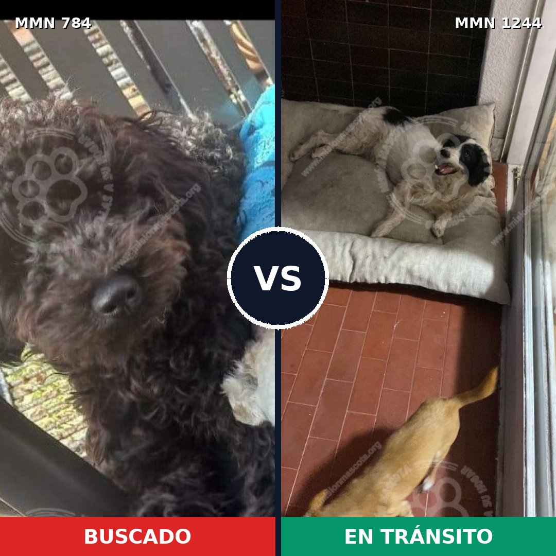 Comparativa MMS 20536: mascota perdida y mascota encontrada, 49% de similitud