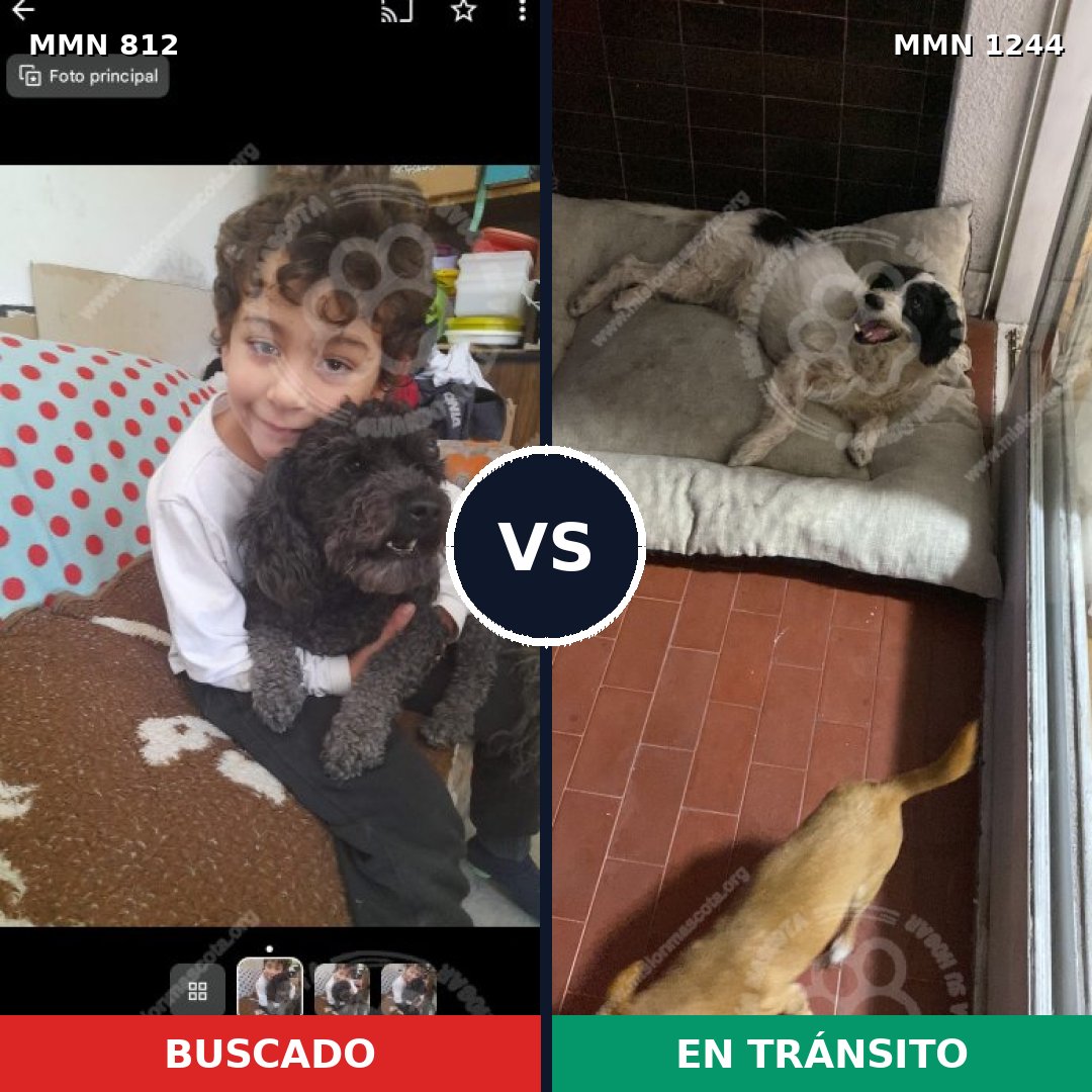 Comparativa MMS 20538: mascota perdida y mascota encontrada, 39% de similitud