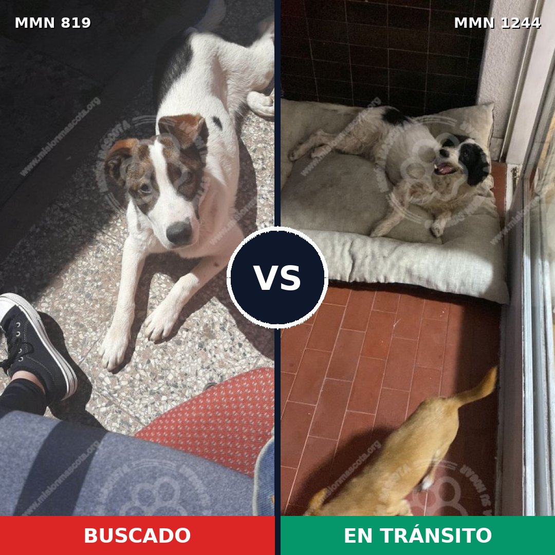 Comparativa MMS 20540: mascota perdida y mascota encontrada, 88% de similitud