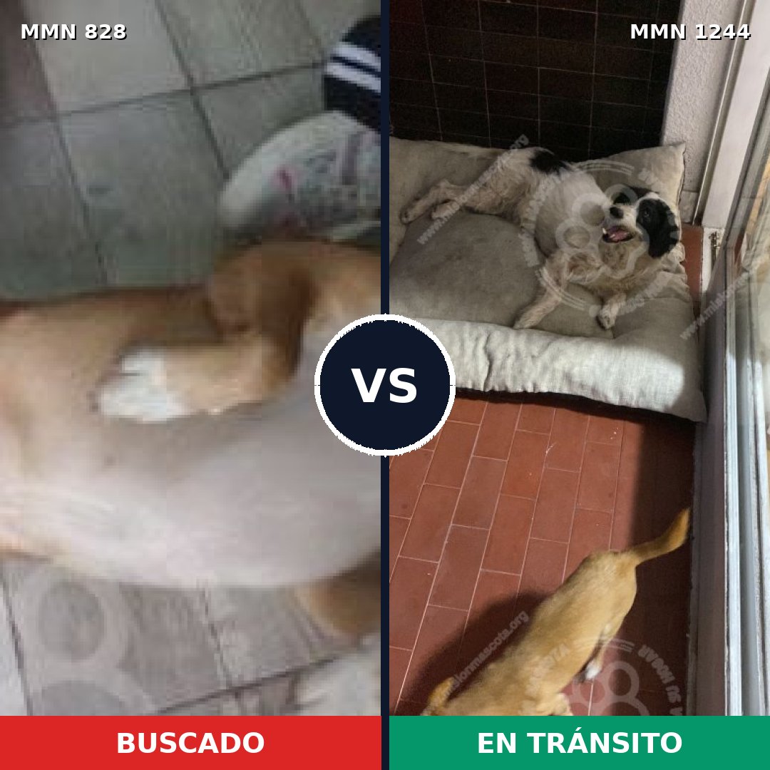 Comparativa MMS 20541: mascota perdida y mascota encontrada, 77% de similitud