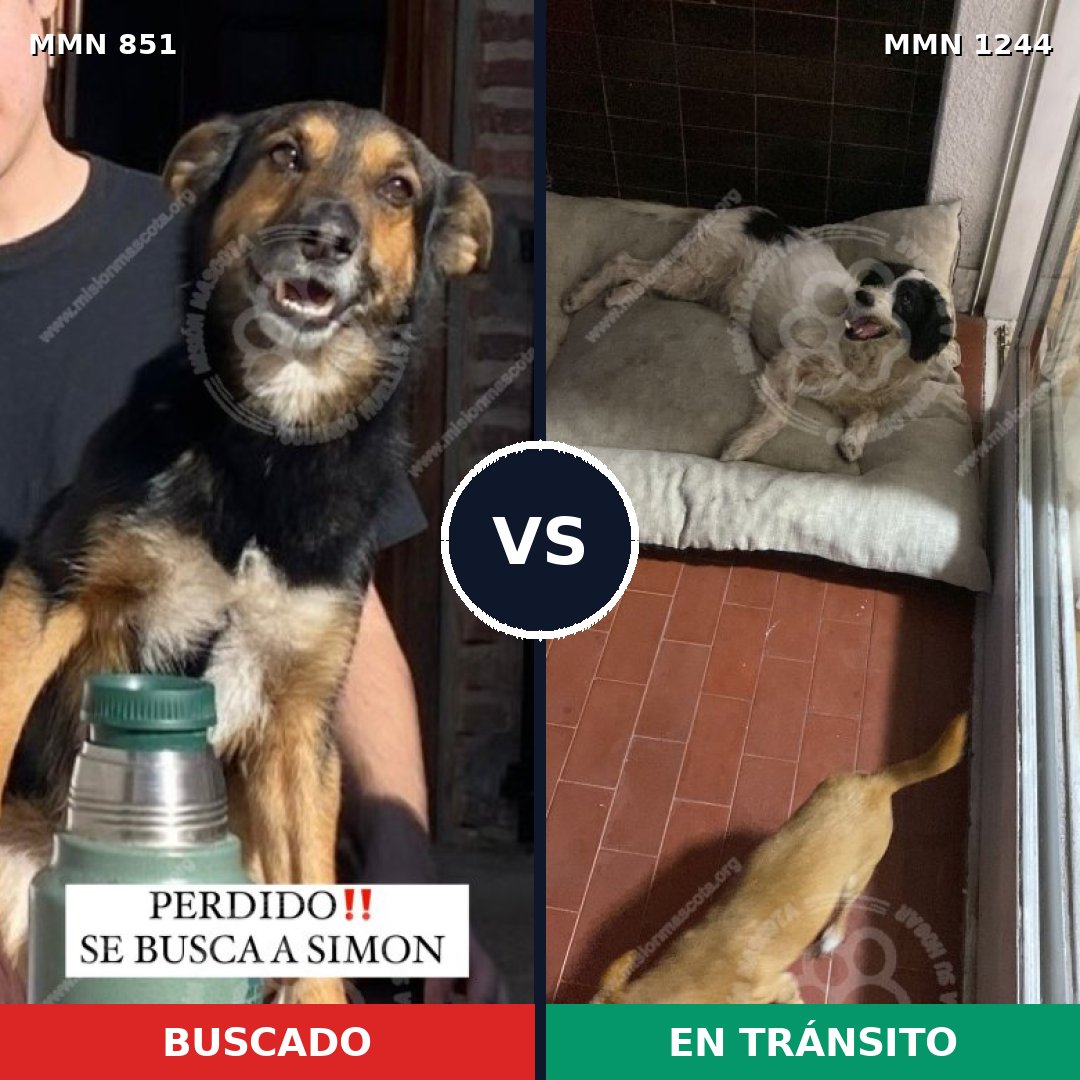 Comparativa MMS 20543: mascota perdida y mascota encontrada, 81% de similitud