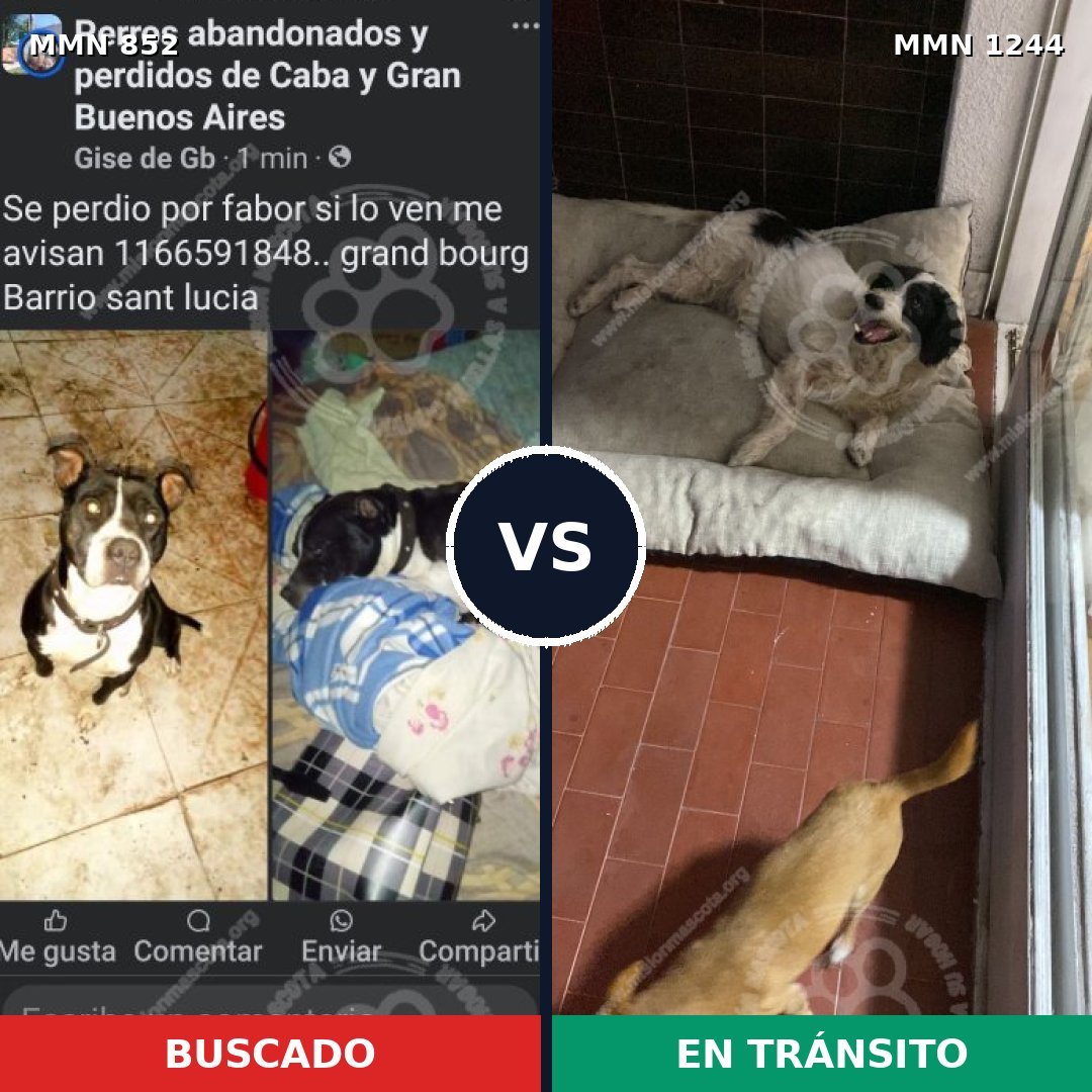 Comparativa MMS 20544: mascota perdida y mascota encontrada, 48% de similitud