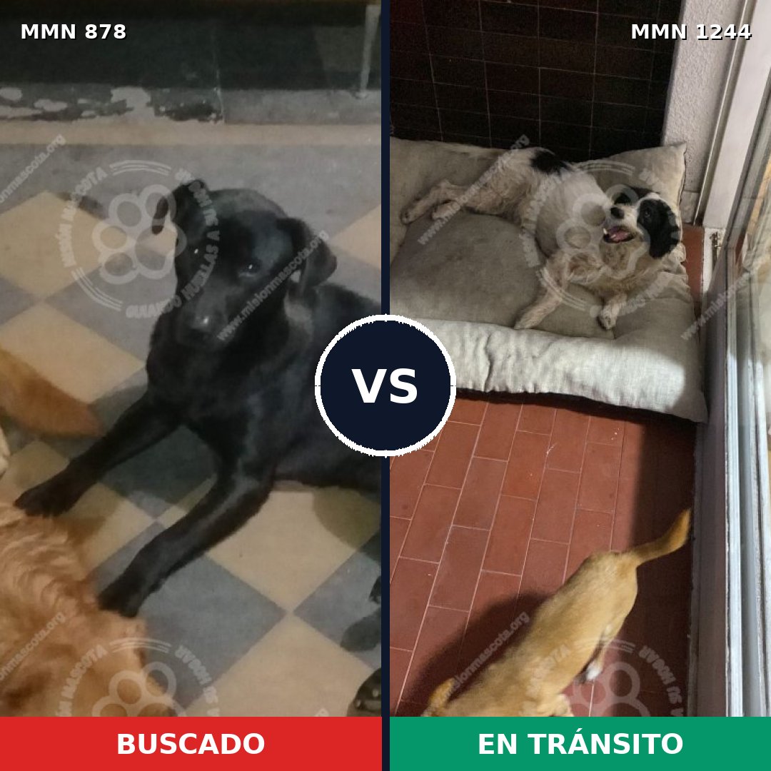 Comparativa MMS 20547: mascota perdida y mascota encontrada, 58% de similitud
