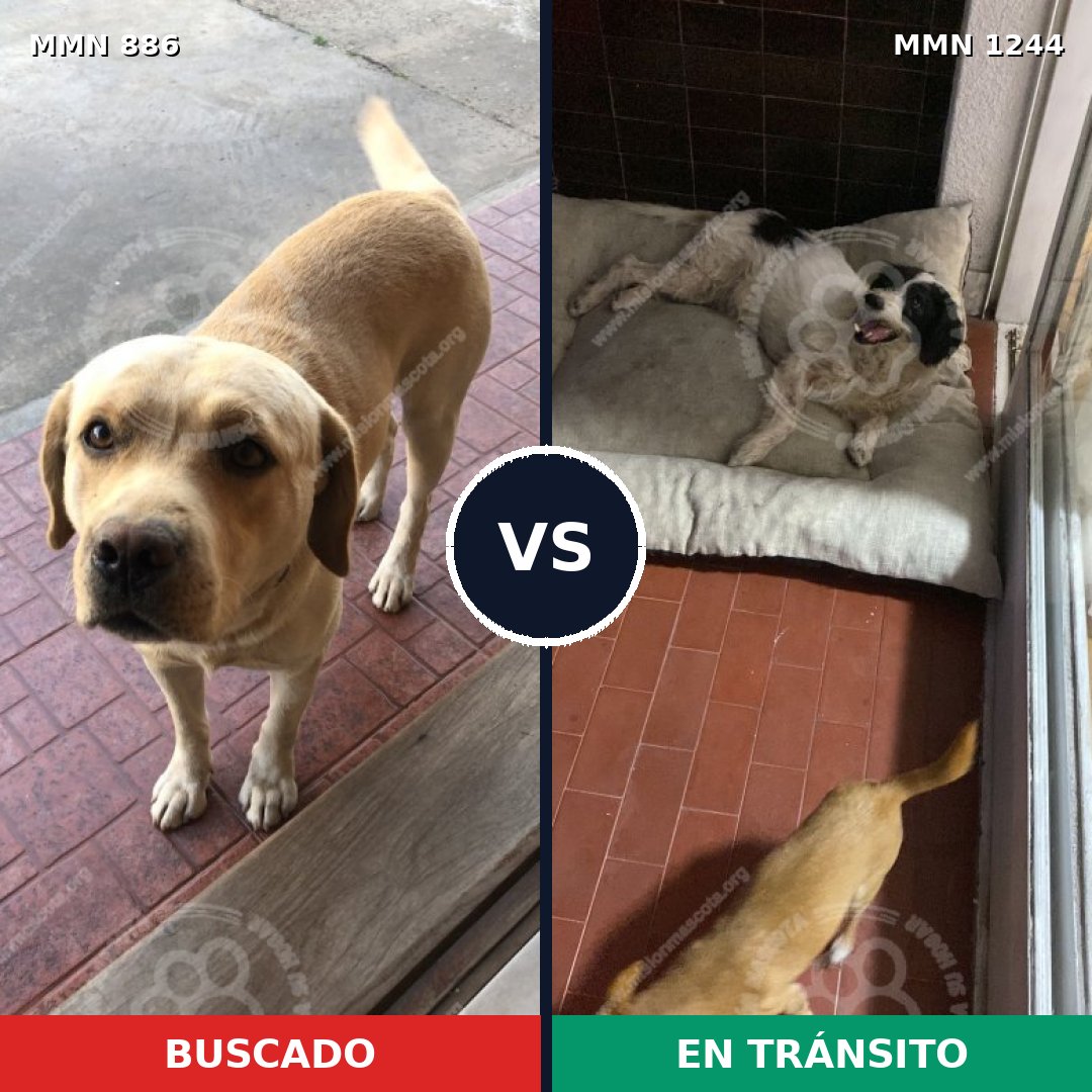Comparativa MMS 20548: mascota perdida y mascota encontrada, 40% de similitud
