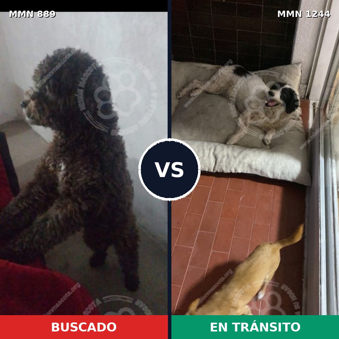 Comparativa MMS 20549: mascota perdida y mascota encontrada, 48% de similitud
