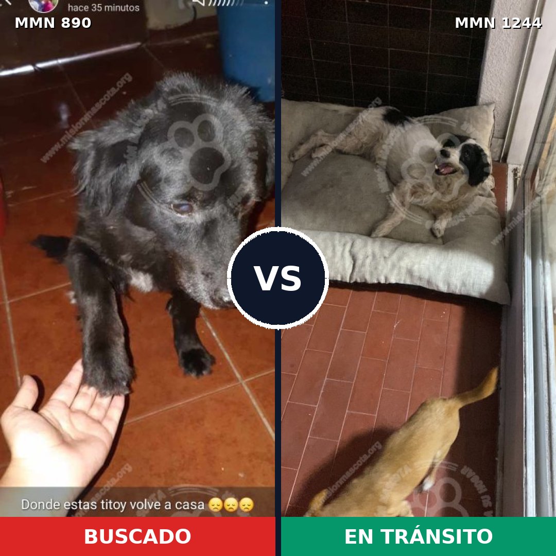Comparativa MMS 20550: mascota perdida y mascota encontrada, 53% de similitud