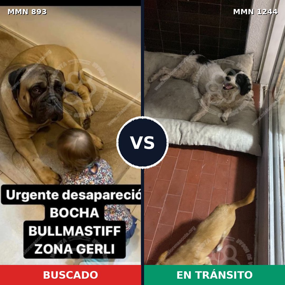 Comparativa MMS 20551: mascota perdida y mascota encontrada, 28% de similitud