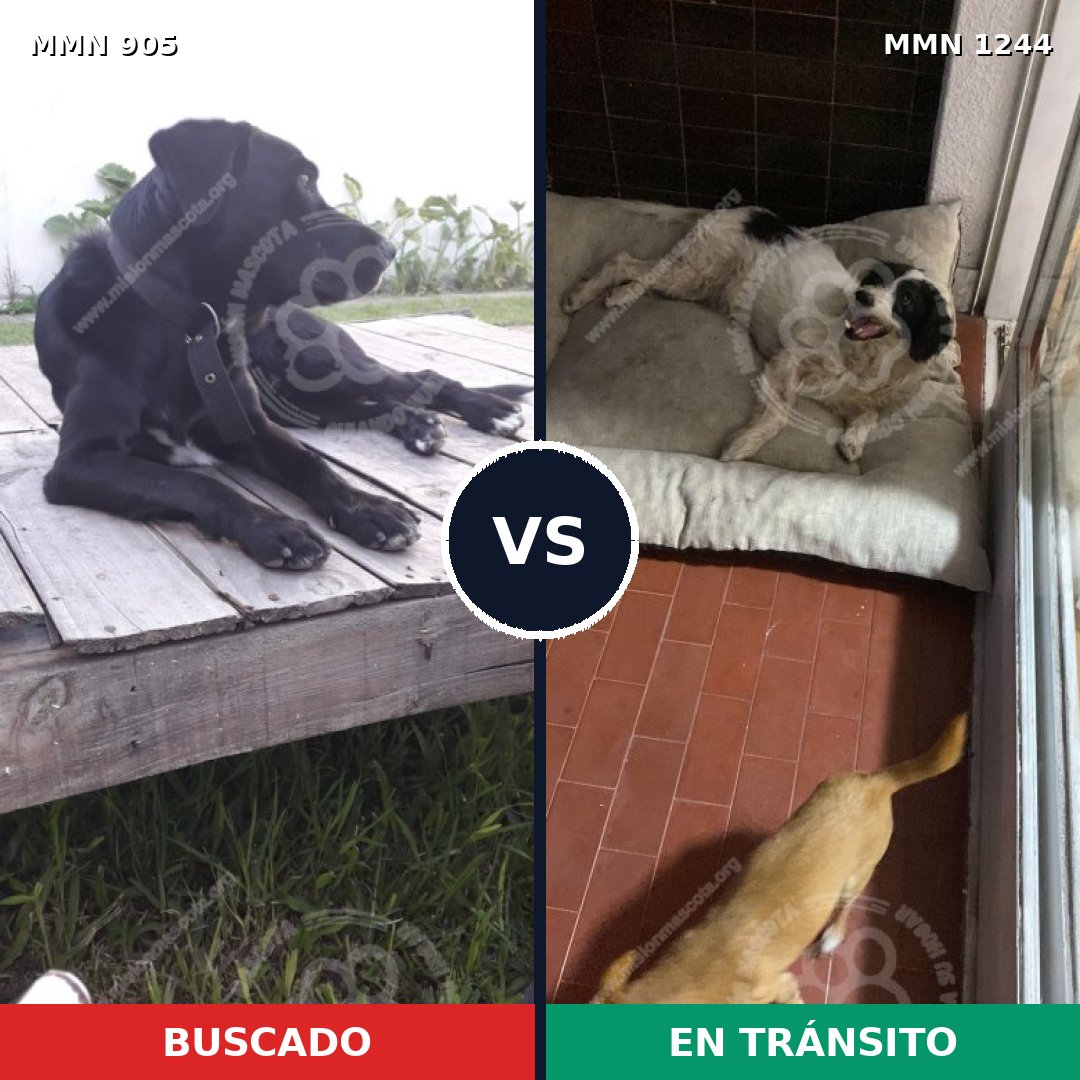 Comparativa MMS 20553: mascota perdida y mascota encontrada, 82% de similitud