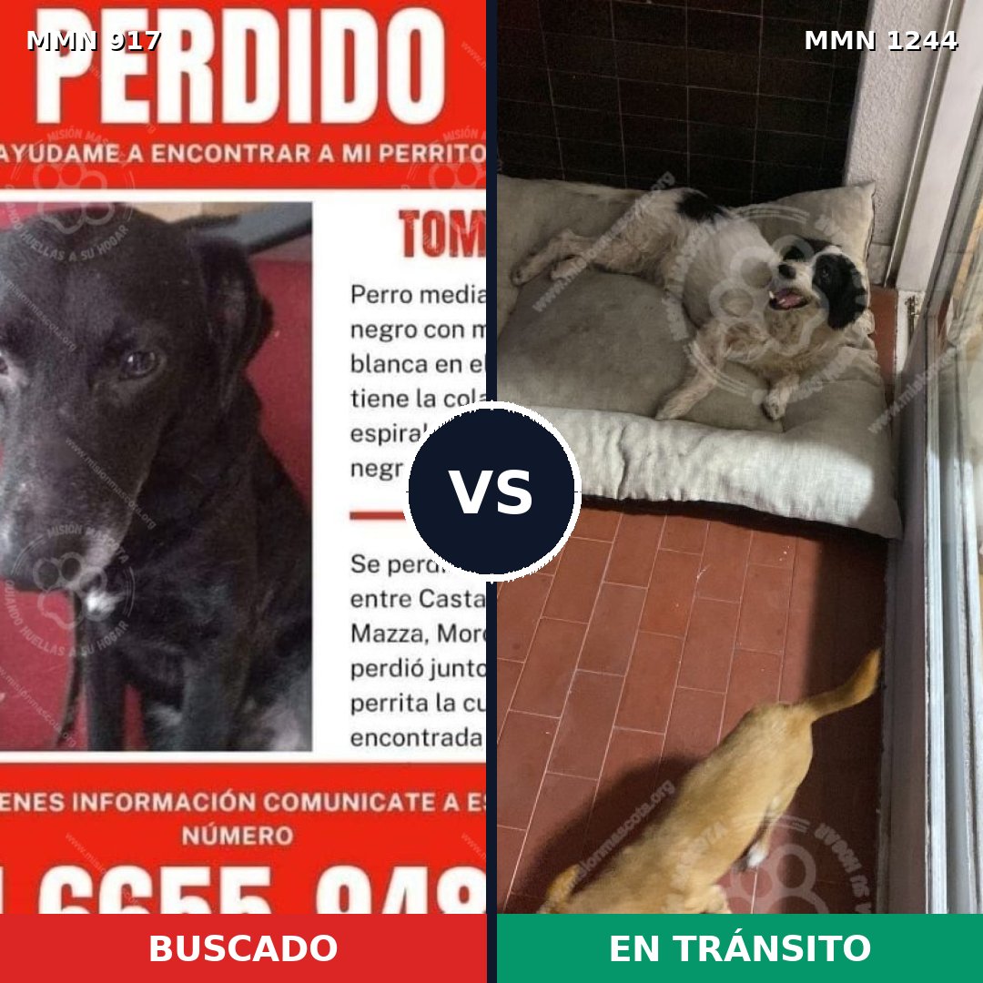 Comparativa MMS 20554: mascota perdida y mascota encontrada, 56% de similitud