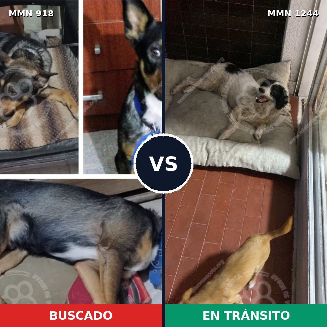 Comparativa MMS 20555: mascota perdida y mascota encontrada, 46% de similitud