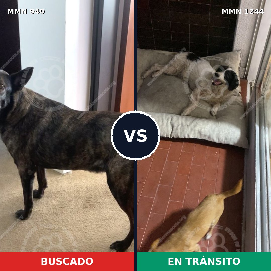 Comparativa MMS 20557: mascota perdida y mascota encontrada, 53% de similitud