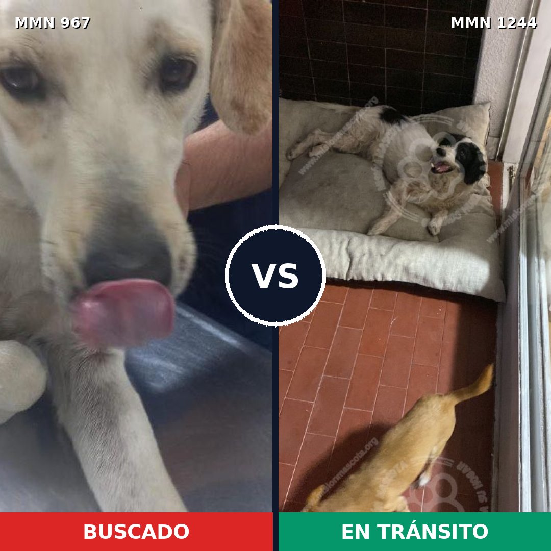 Comparativa MMS 20560: mascota perdida y mascota encontrada, 64% de similitud