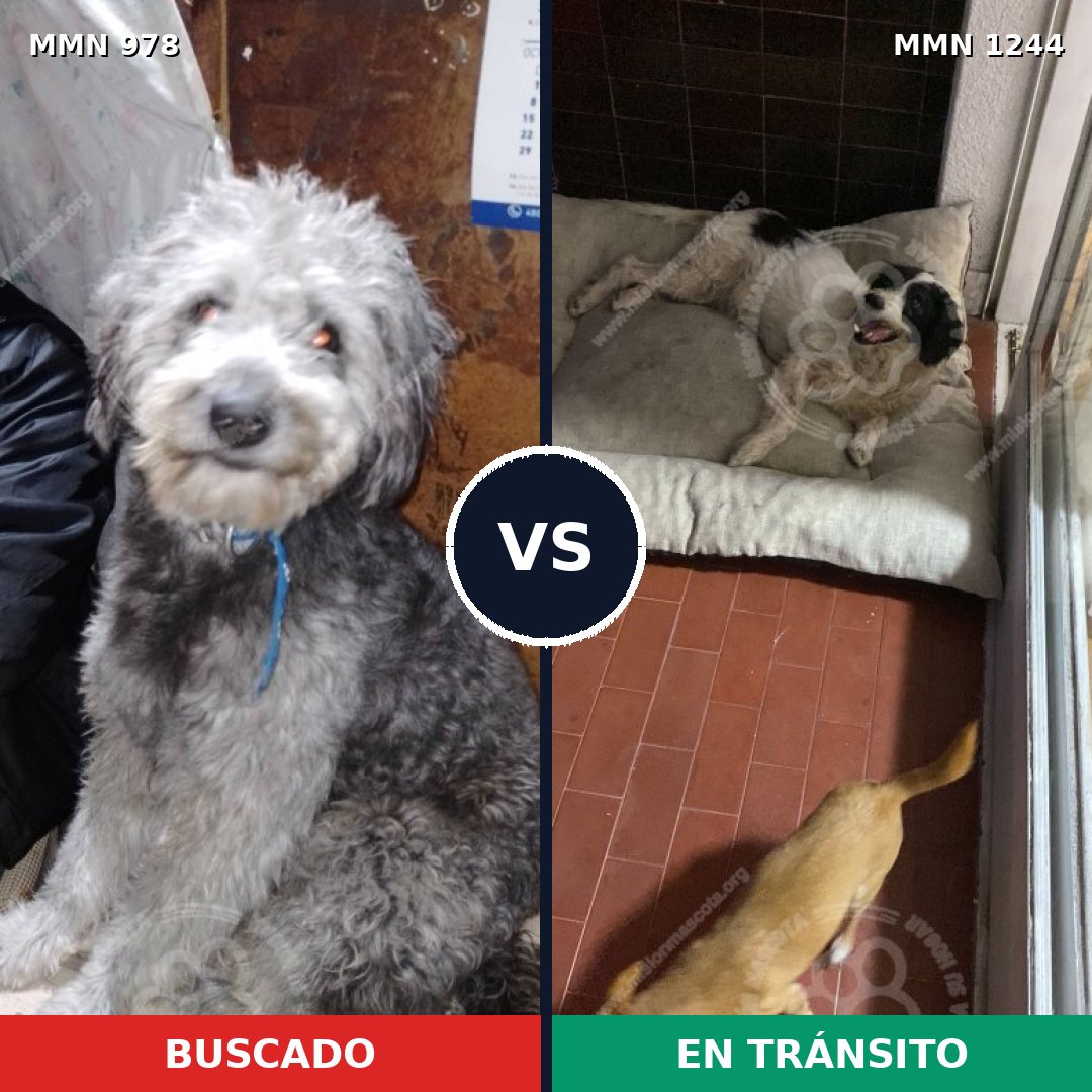 Comparativa MMS 20562: mascota perdida y mascota encontrada, 59% de similitud
