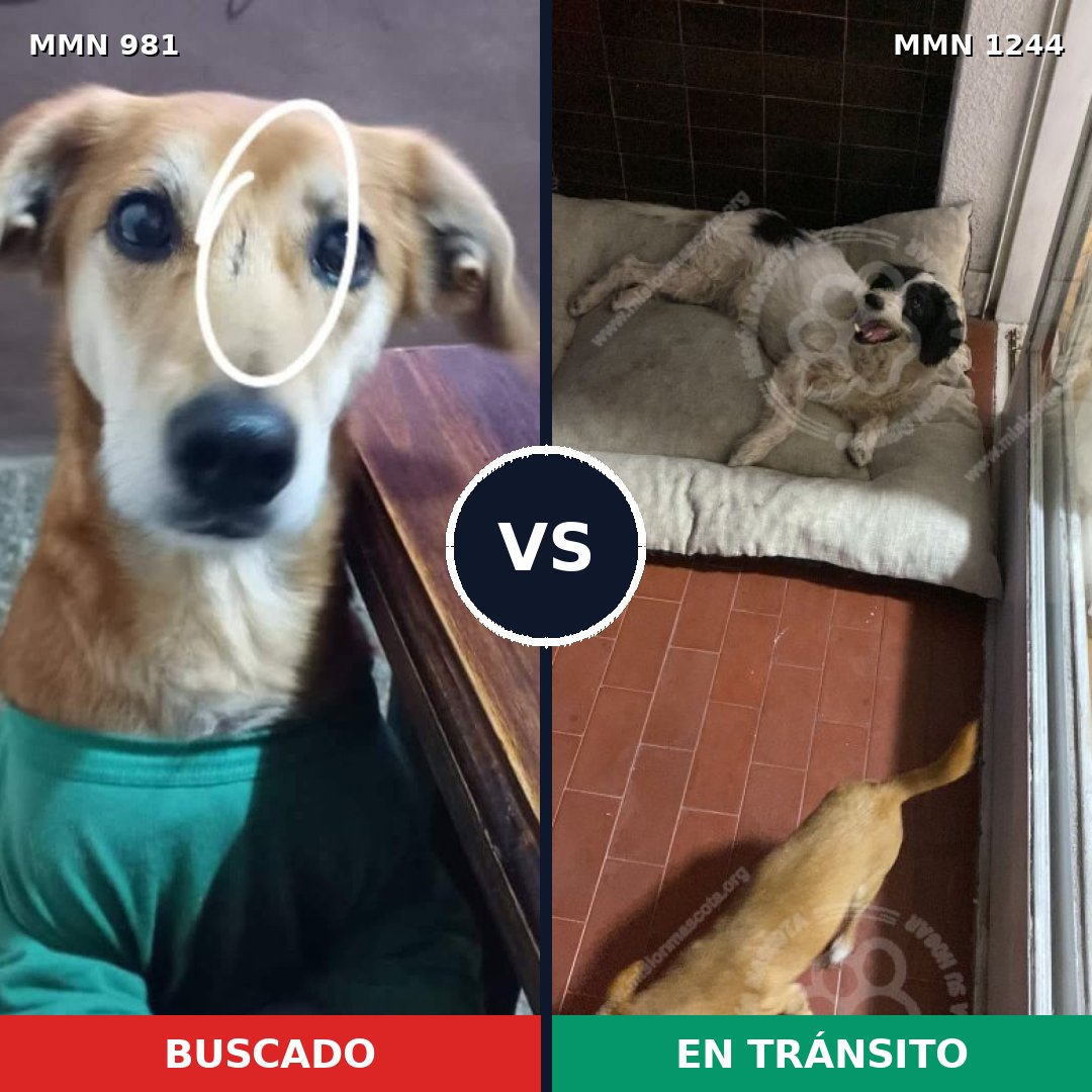 Comparativa MMS 20563: mascota perdida y mascota encontrada, 79% de similitud