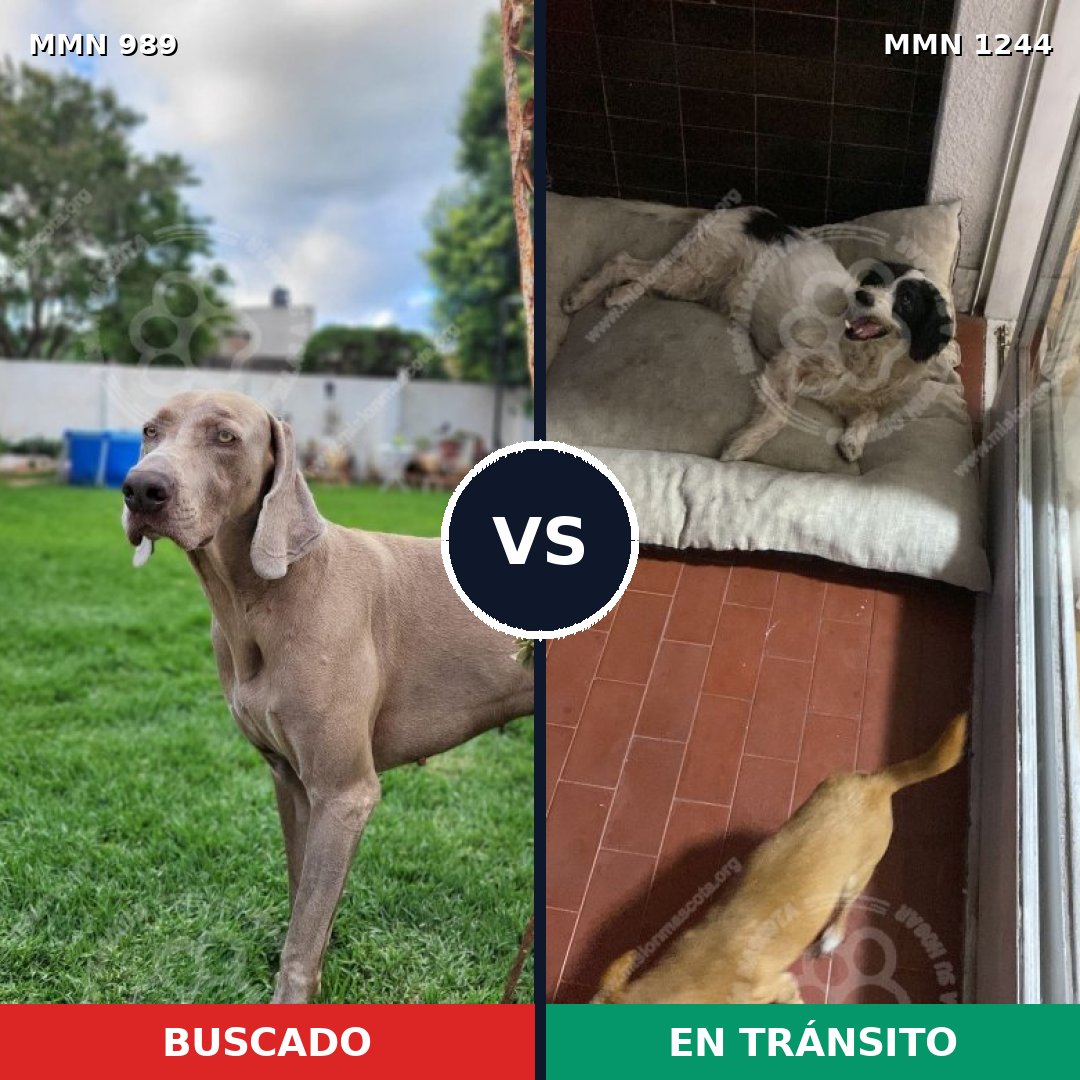 Comparativa MMS 20564: mascota perdida y mascota encontrada, 39% de similitud