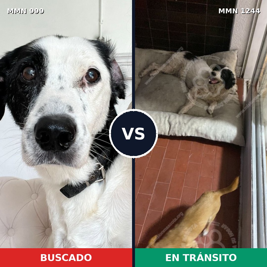 Comparativa MMS 20565: mascota perdida y mascota encontrada, 61% de similitud