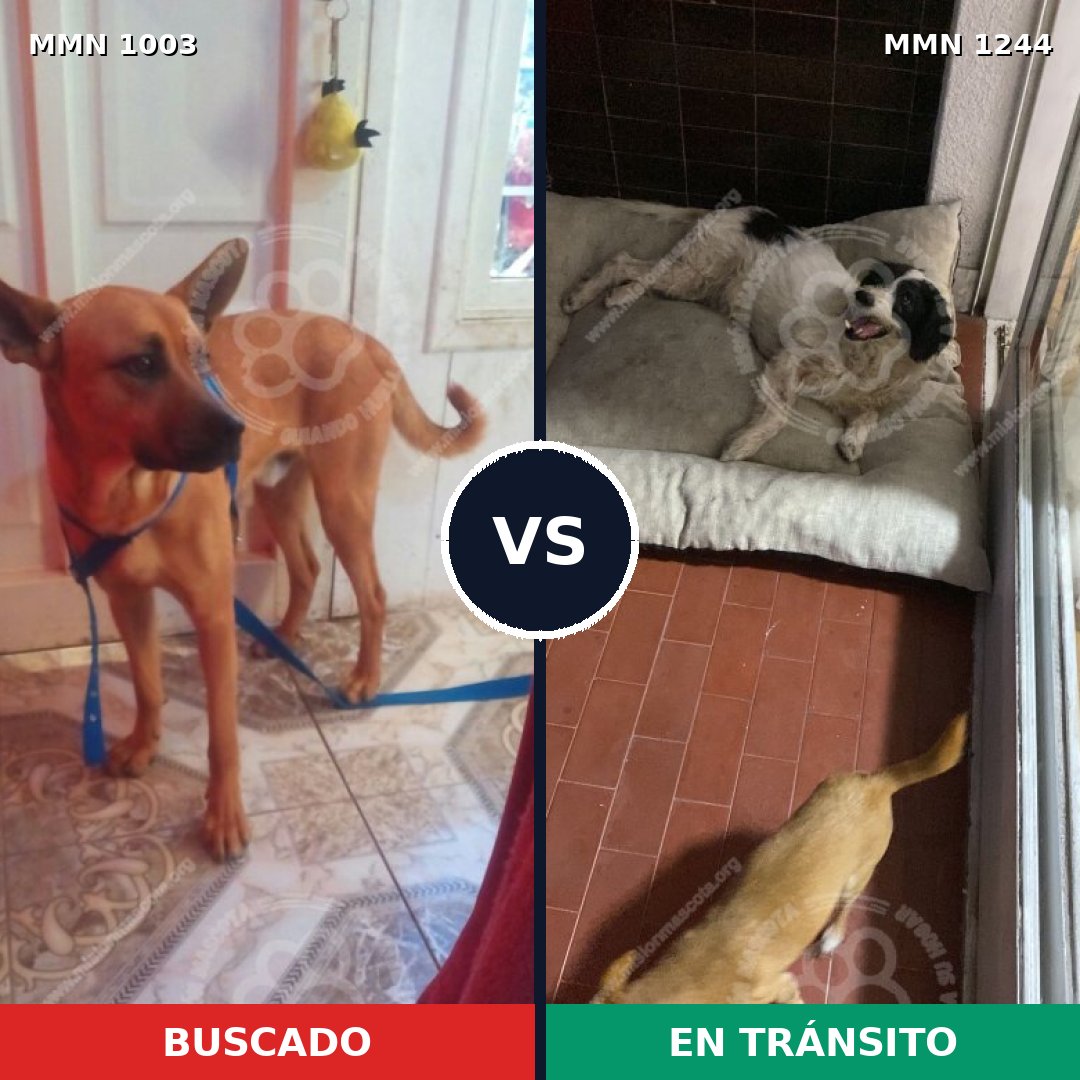 Comparativa MMS 20566: mascota perdida y mascota encontrada, 42% de similitud