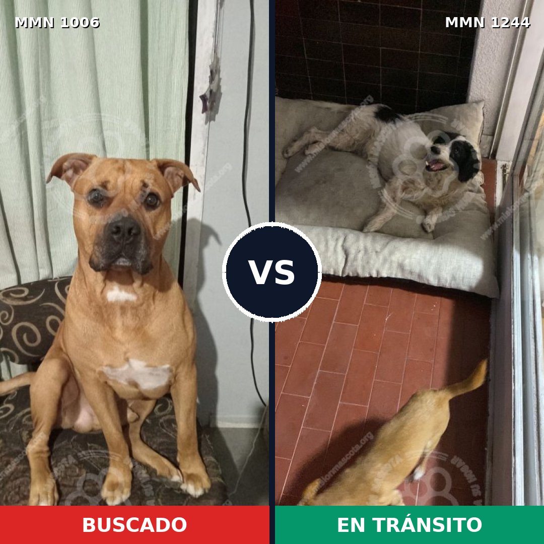 Comparativa MMS 20567: mascota perdida y mascota encontrada, 69% de similitud