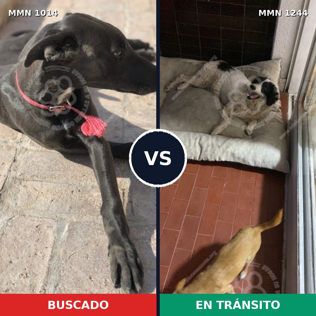 Comparativa MMS 20569: mascota perdida y mascota encontrada, 41% de similitud