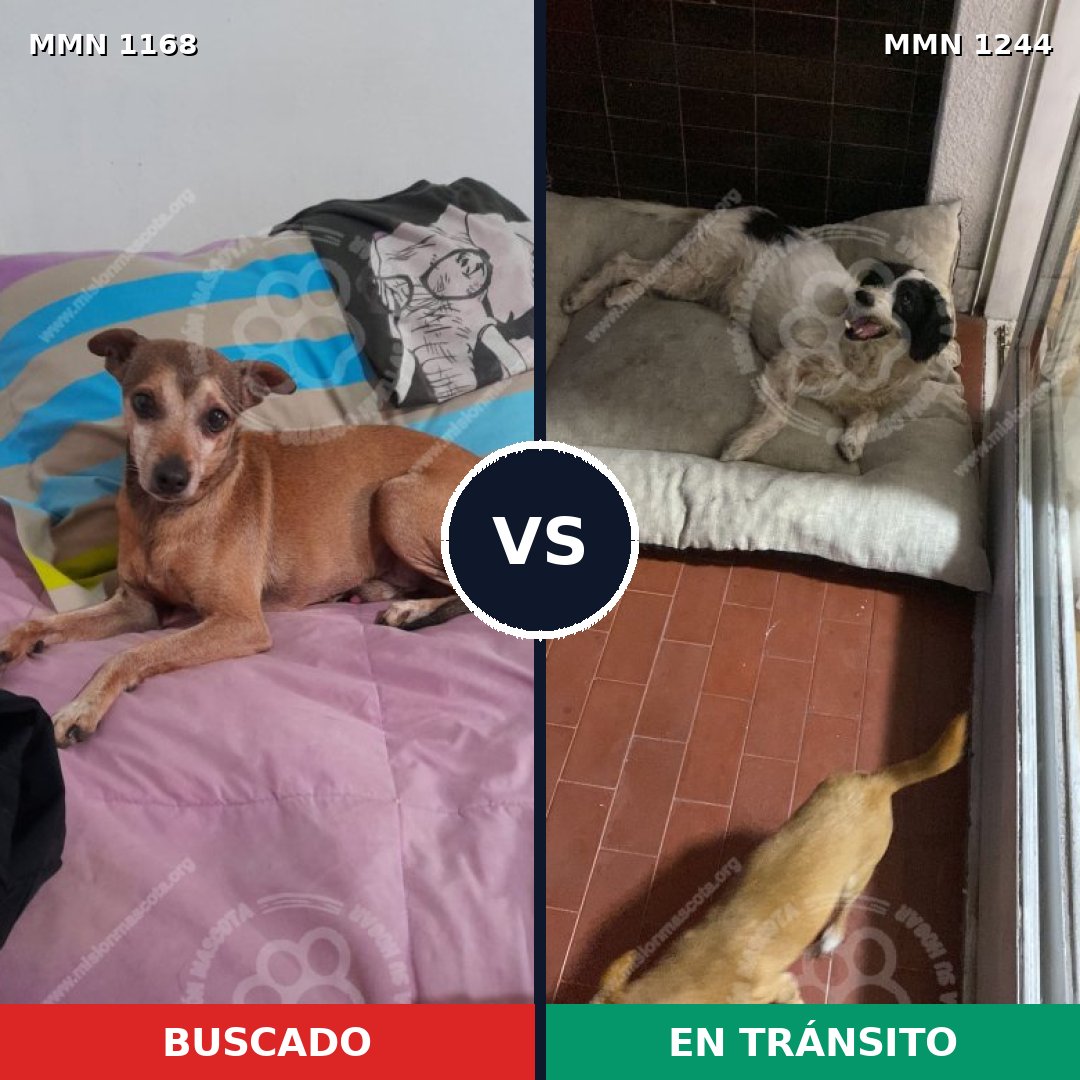 Comparativa MMS 20572: mascota perdida y mascota encontrada, 42% de similitud