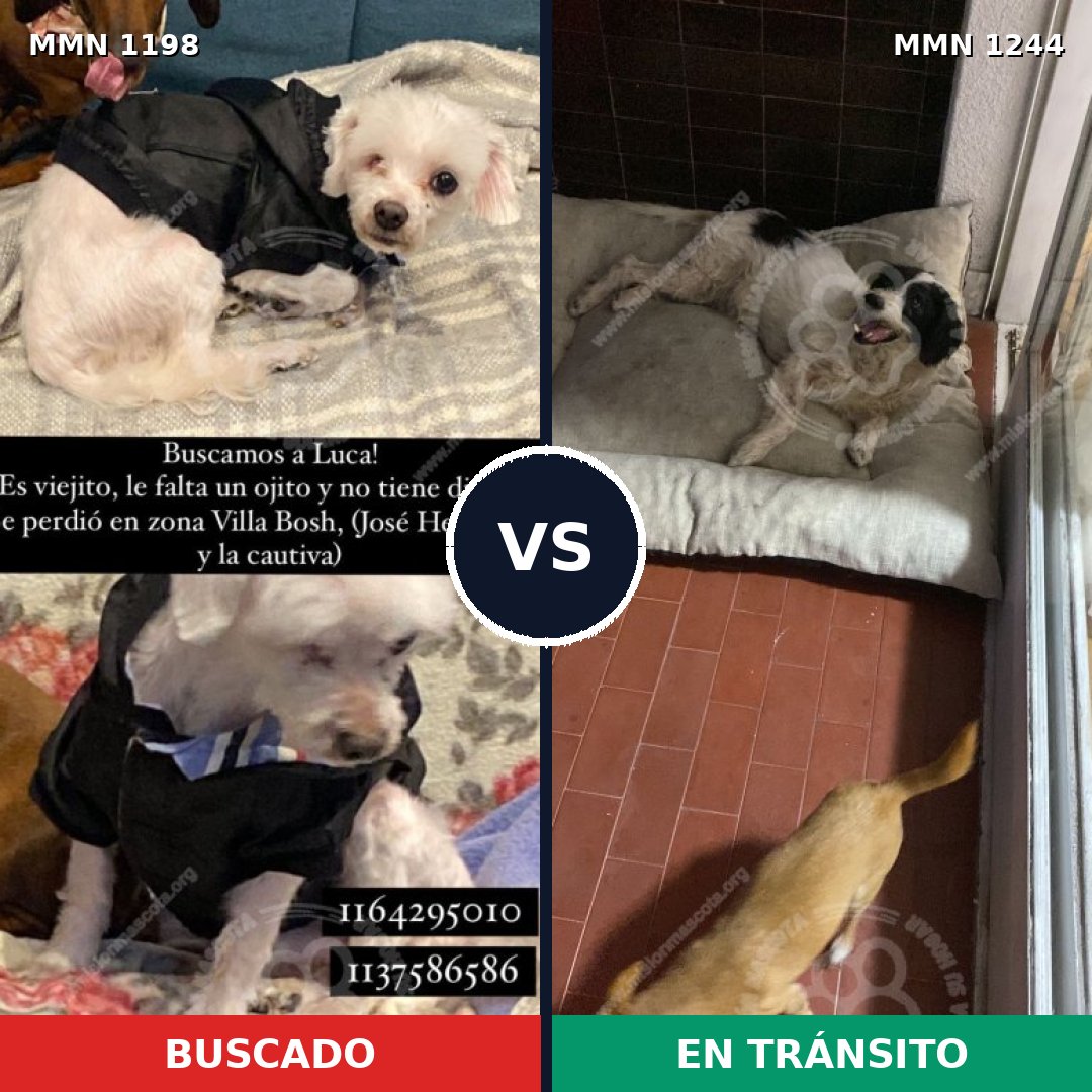 Comparativa MMS 20574: mascota perdida y mascota encontrada, 50% de similitud