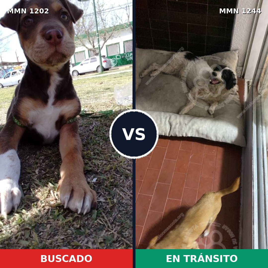 Comparativa MMS 20575: mascota perdida y mascota encontrada, 43% de similitud