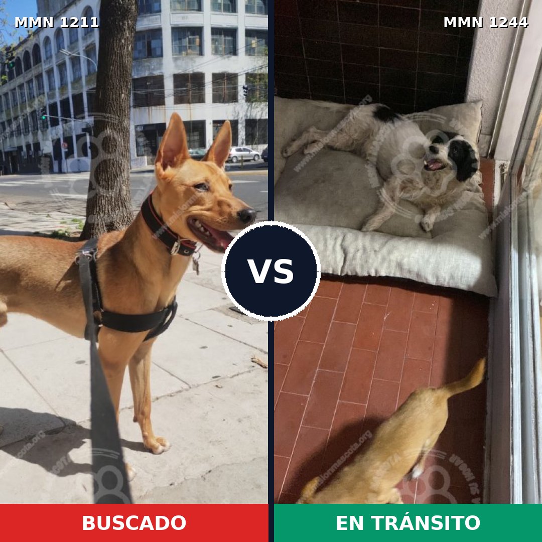 Comparativa MMS 20576: mascota perdida y mascota encontrada, 79% de similitud