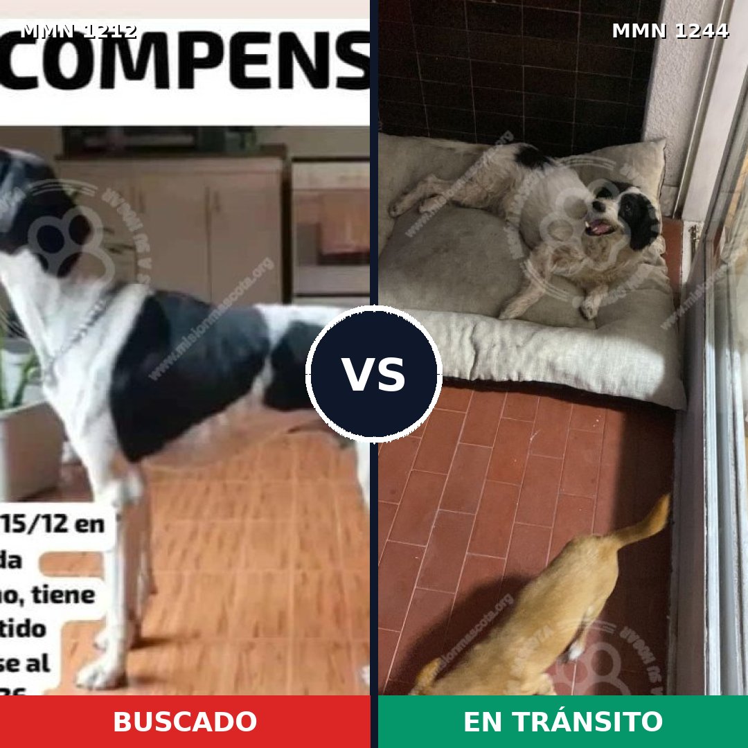 Comparativa MMS 20577: mascota perdida y mascota encontrada, 55% de similitud