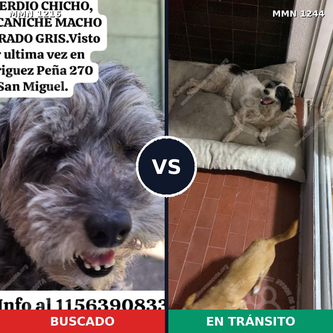 Comparativa MMS 20578: mascota perdida y mascota encontrada, 55% de similitud