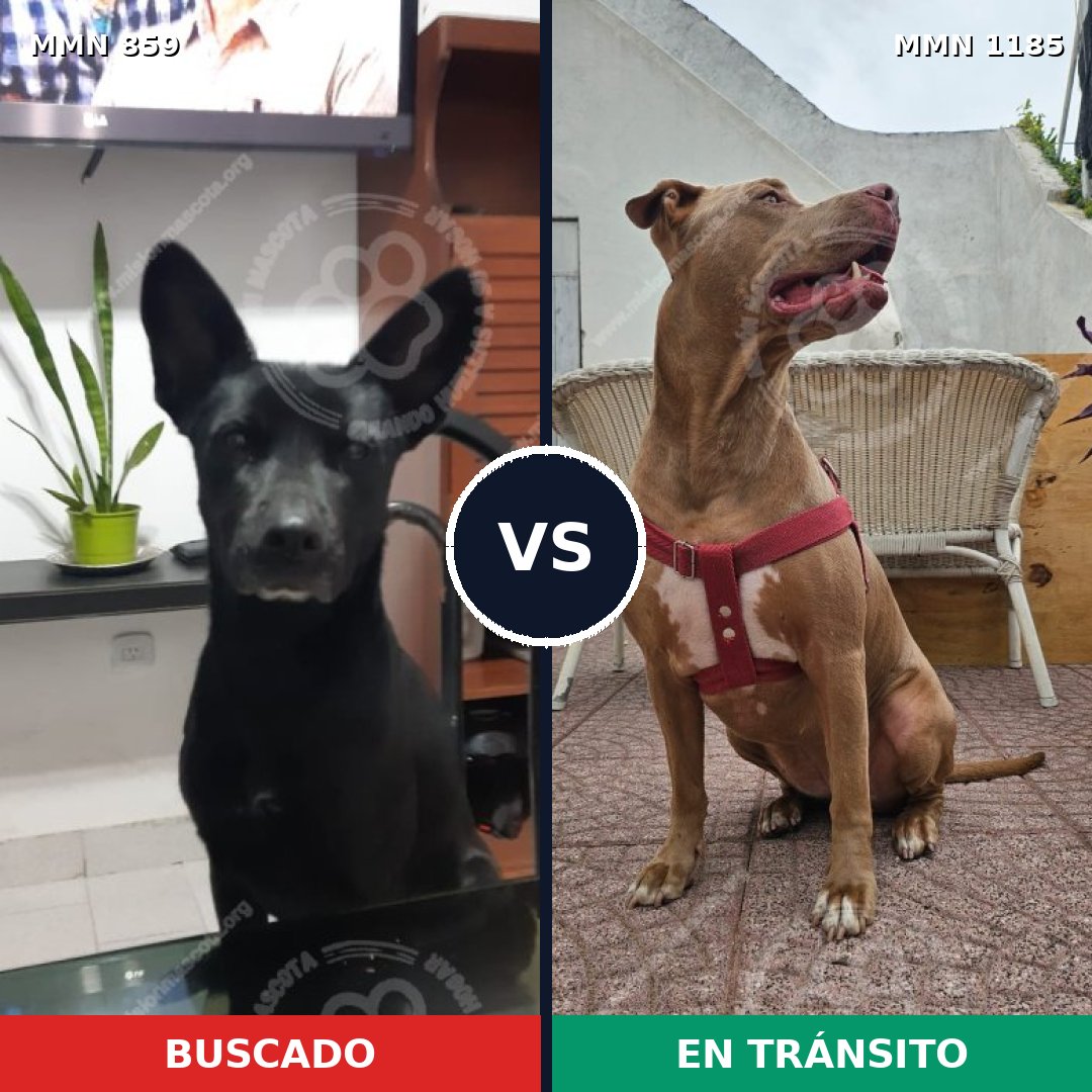 Comparativa MMS 20583: mascota perdida y mascota encontrada, 38% de similitud