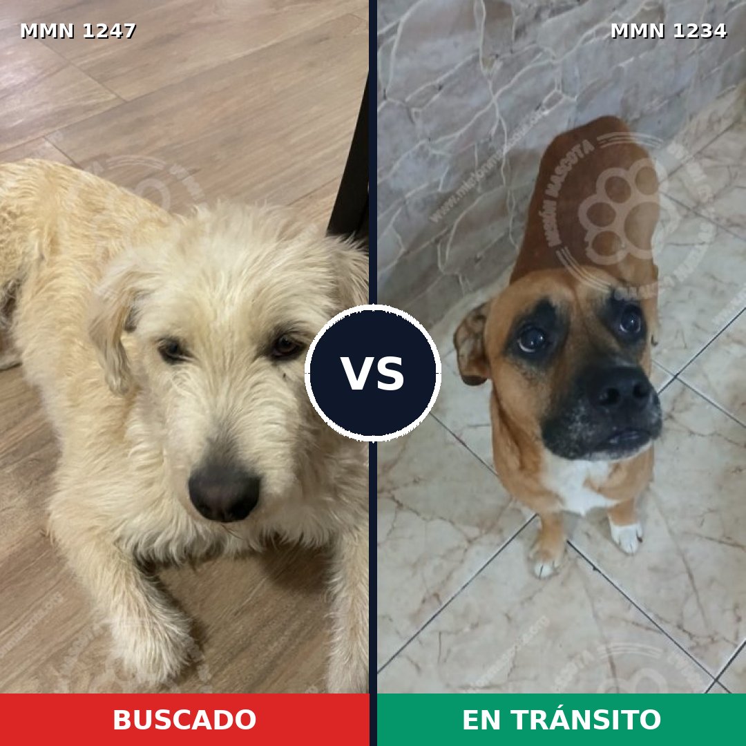Comparativa MMS 20585: mascota perdida y mascota encontrada, 61% de similitud