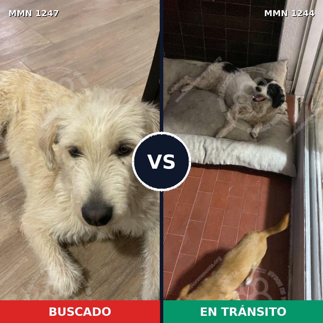 Comparativa MMS 20587: mascota perdida y mascota encontrada, 81% de similitud