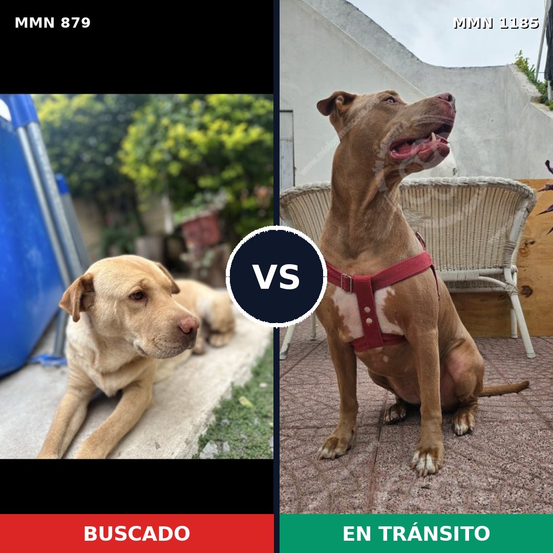 Comparativa MMS 20588: mascota perdida y mascota encontrada, 37% de similitud