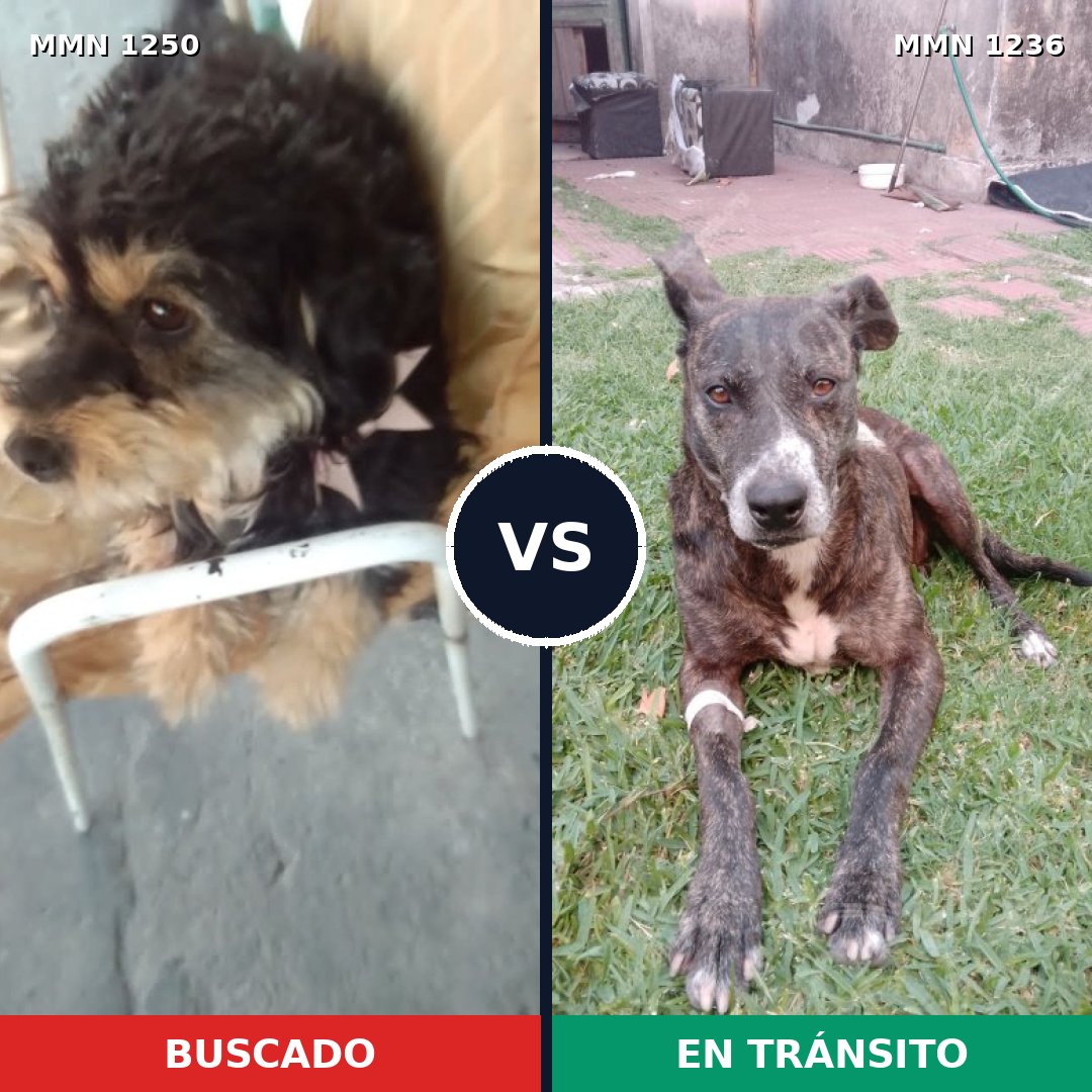 Comparativa MMS 20589: mascota perdida y mascota encontrada, 56% de similitud