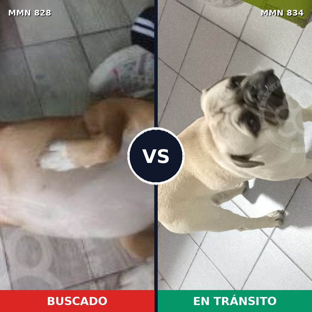 Comparativa MMS 20591: mascota perdida y mascota encontrada, 43% de similitud
