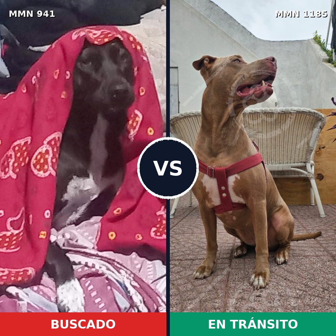 Comparativa MMS 20593: mascota perdida y mascota encontrada, 45% de similitud