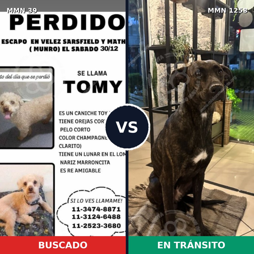 Comparativa MMS 20594: mascota perdida y mascota encontrada, 26% de similitud