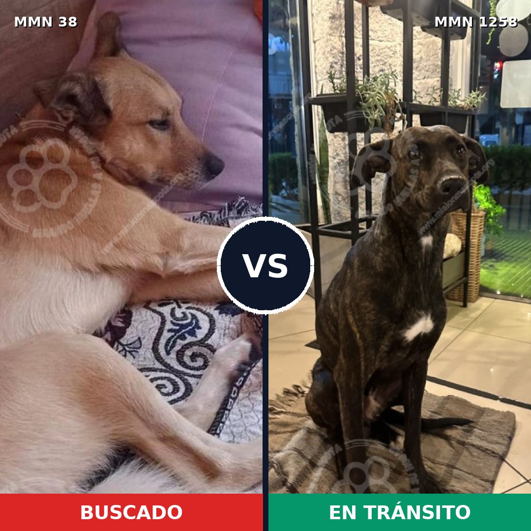 Comparativa MMS 20595: mascota perdida y mascota encontrada, 72% de similitud