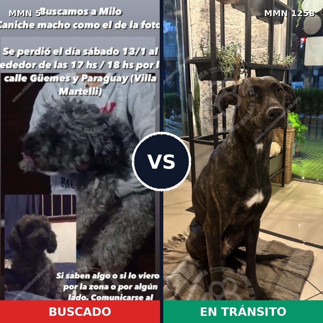 Comparativa MMS 20597: mascota perdida y mascota encontrada, 47% de similitud