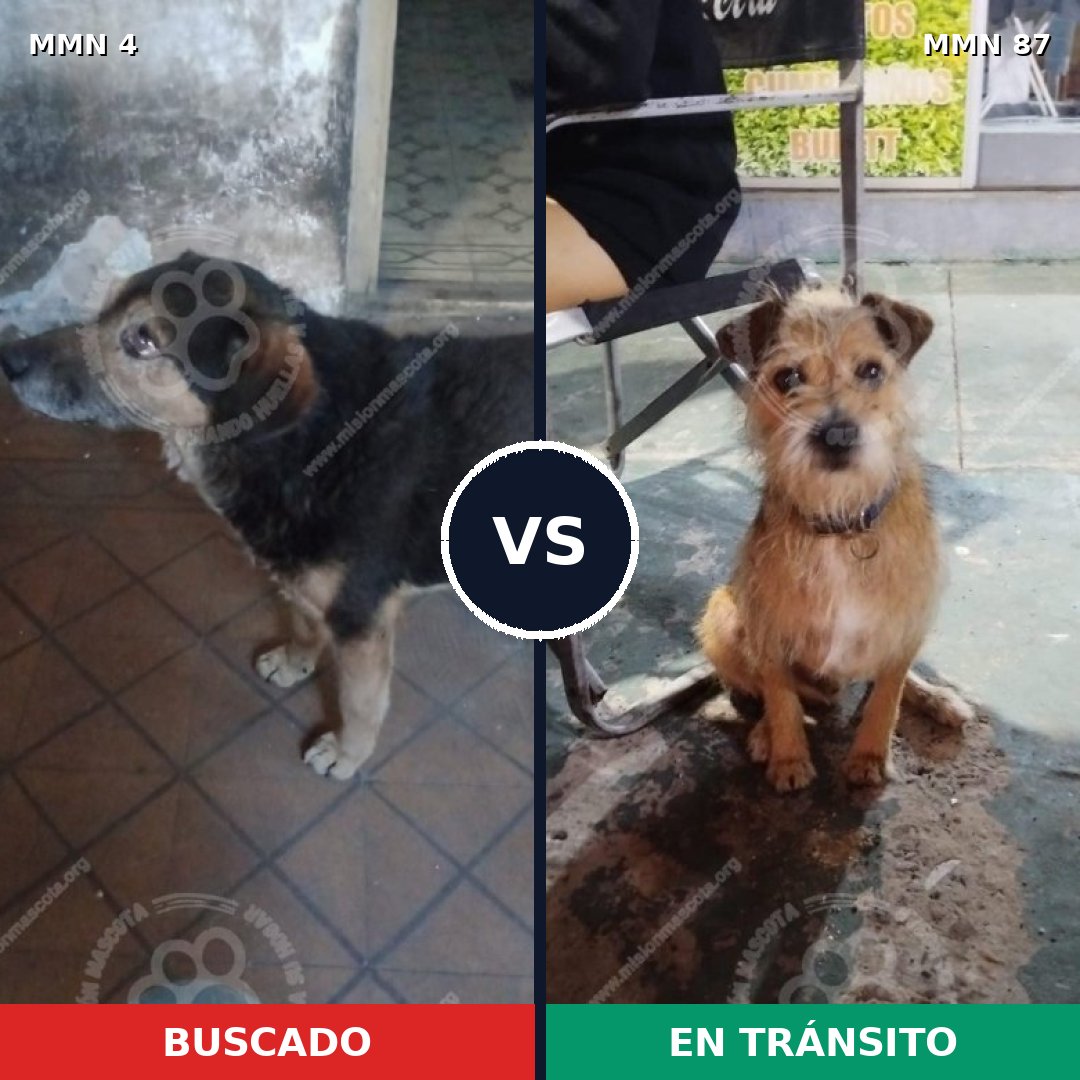 Comparativa MMS 206: mascota perdida y mascota encontrada, 73% de similitud