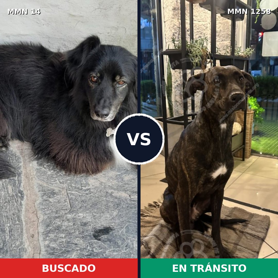 Comparativa MMS 20601: mascota perdida y mascota encontrada, 64% de similitud