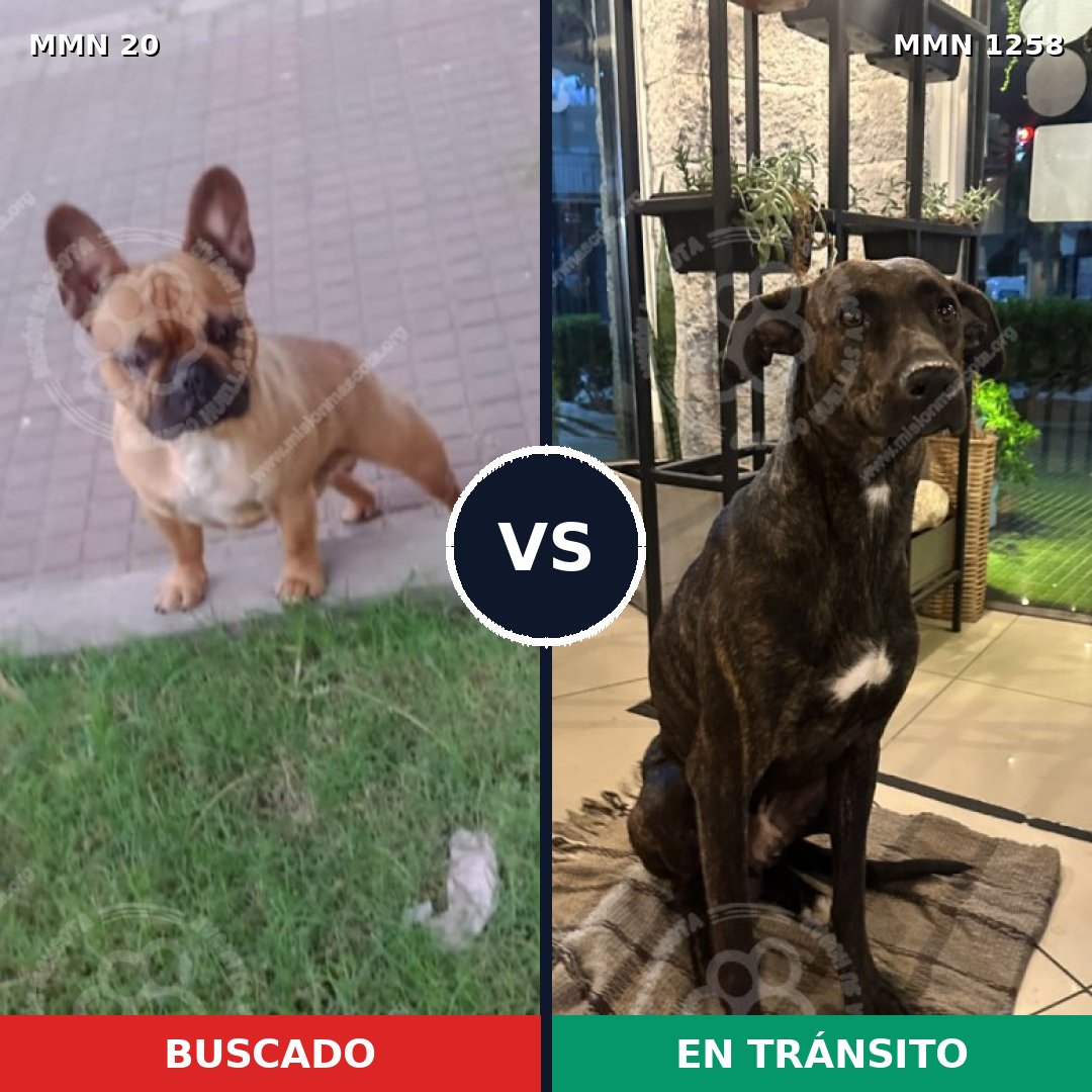 Comparativa MMS 20603: mascota perdida y mascota encontrada, 36% de similitud