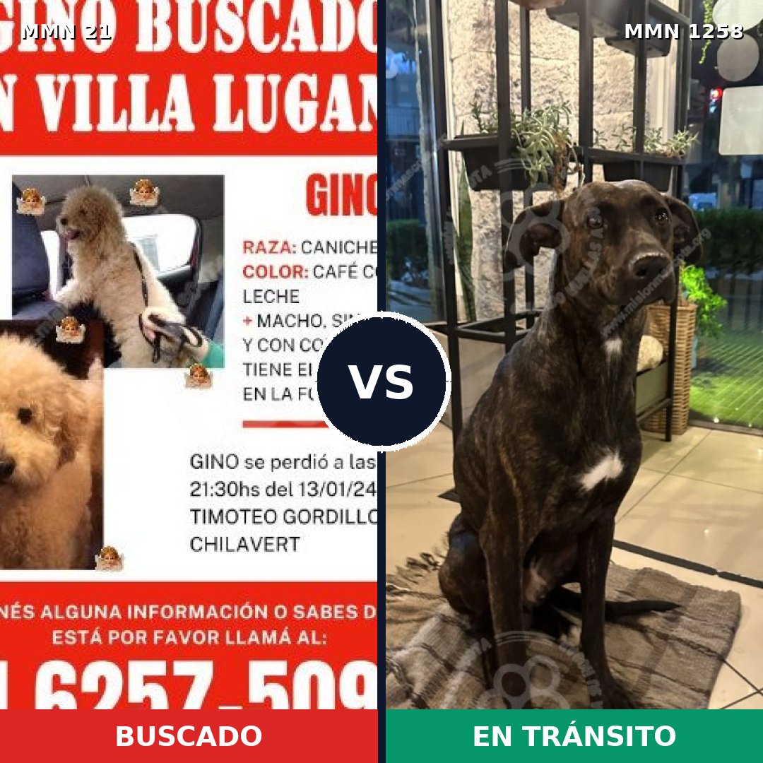 Comparativa MMS 20604: mascota perdida y mascota encontrada, 41% de similitud