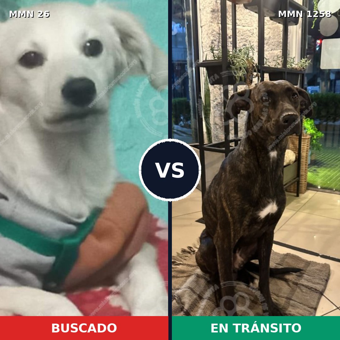 Comparativa MMS 20606: mascota perdida y mascota encontrada, 56% de similitud