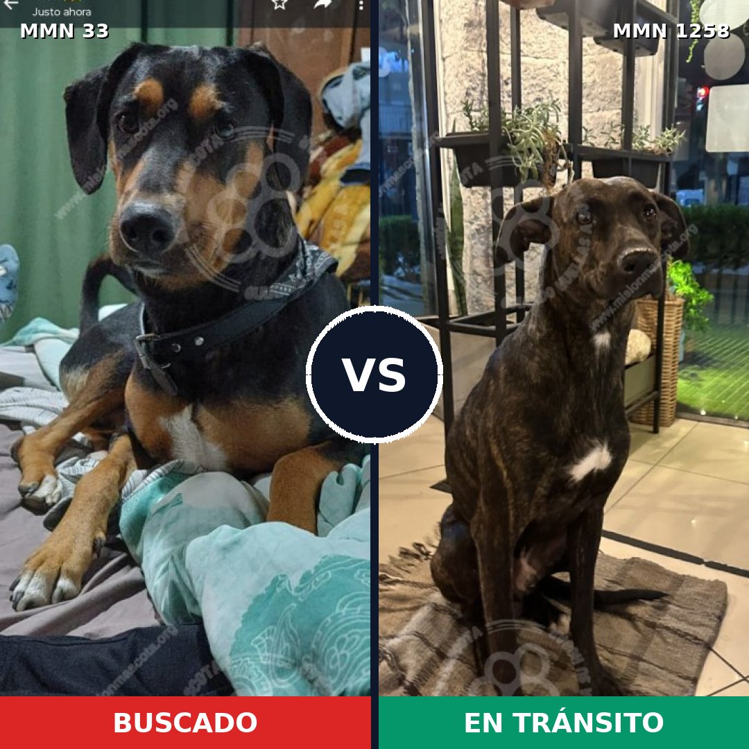 Comparativa MMS 20607: mascota perdida y mascota encontrada, 66% de similitud
