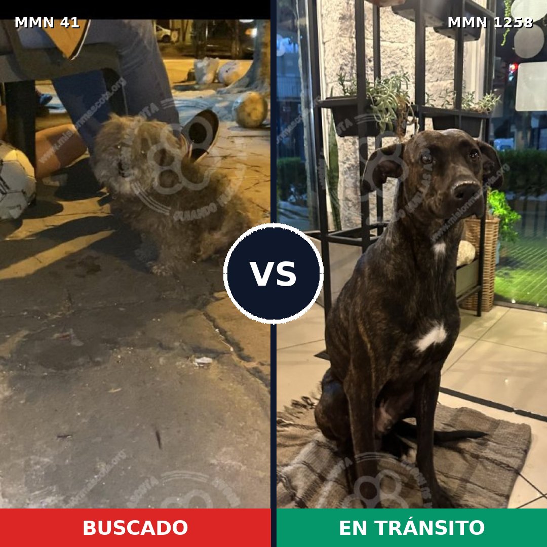 Comparativa MMS 20608: mascota perdida y mascota encontrada, 56% de similitud