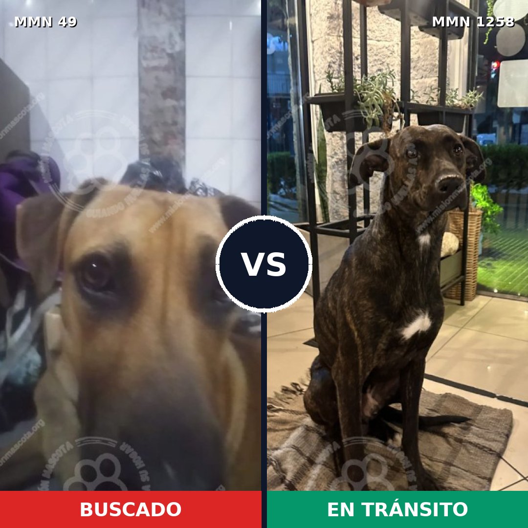 Comparativa MMS 20609: mascota perdida y mascota encontrada, 54% de similitud